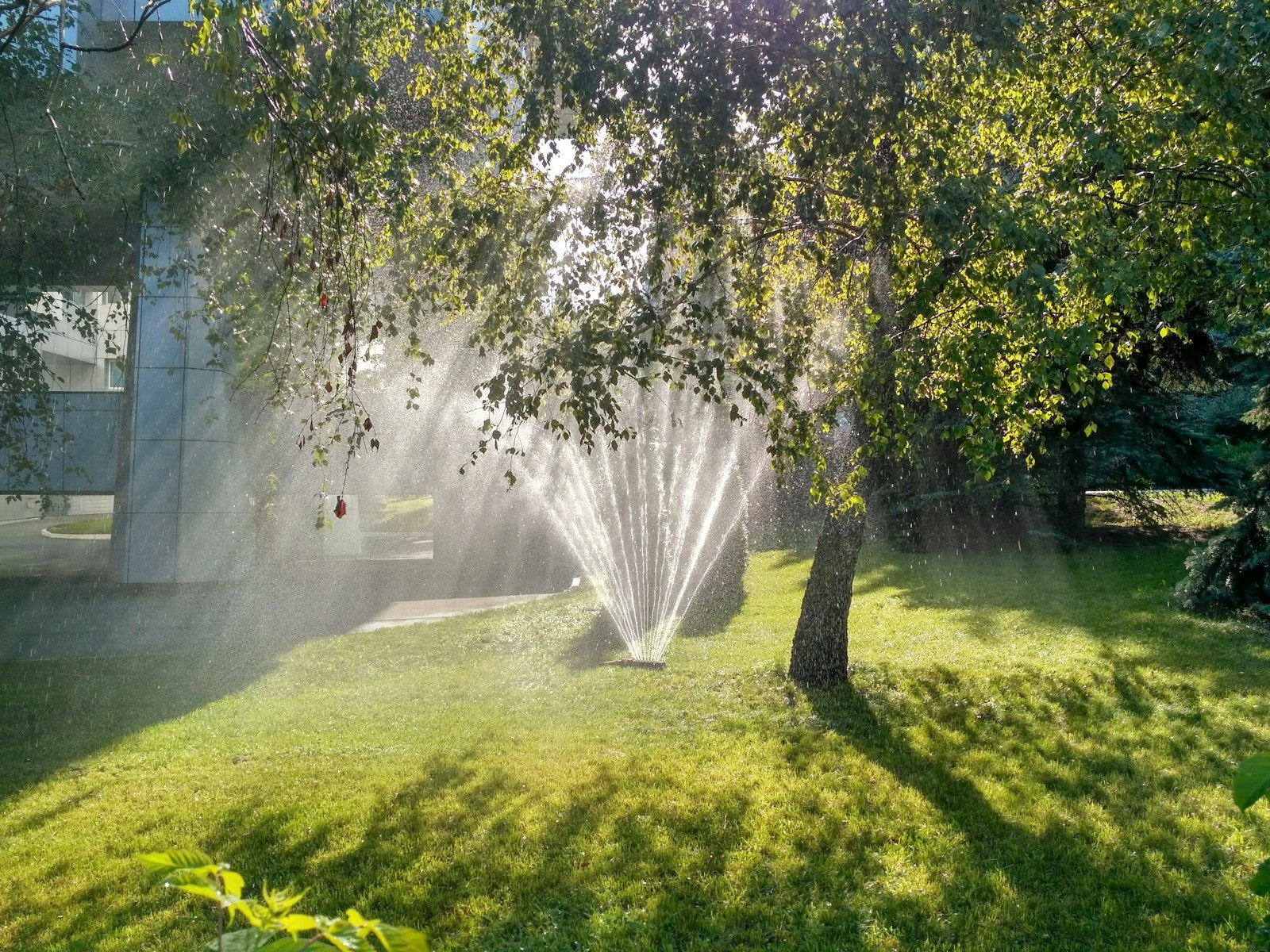 Arrosage automatique d'une pelouse au soleil couchant