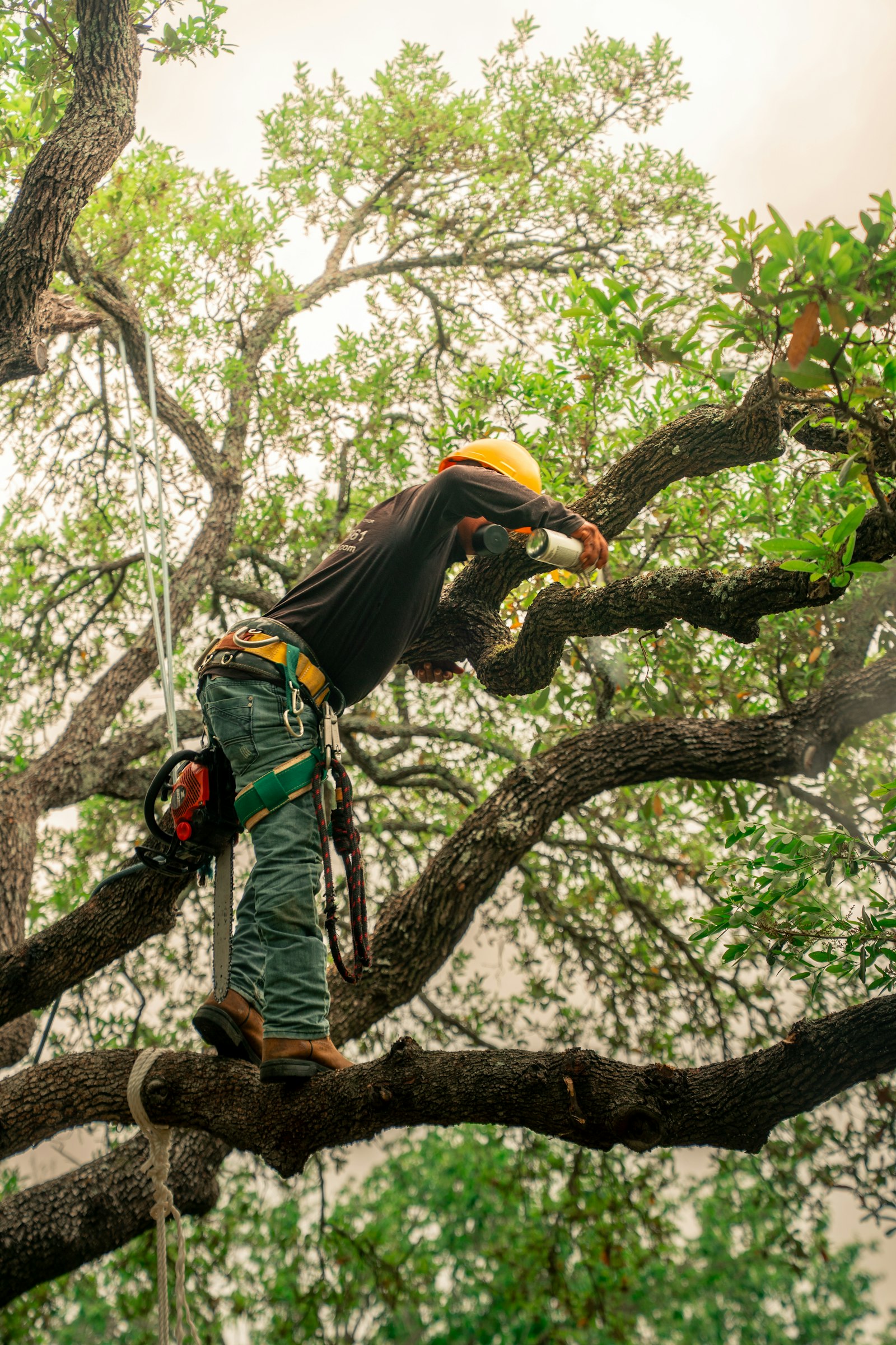 Élagueur encordé taillant les branches d'un arbre