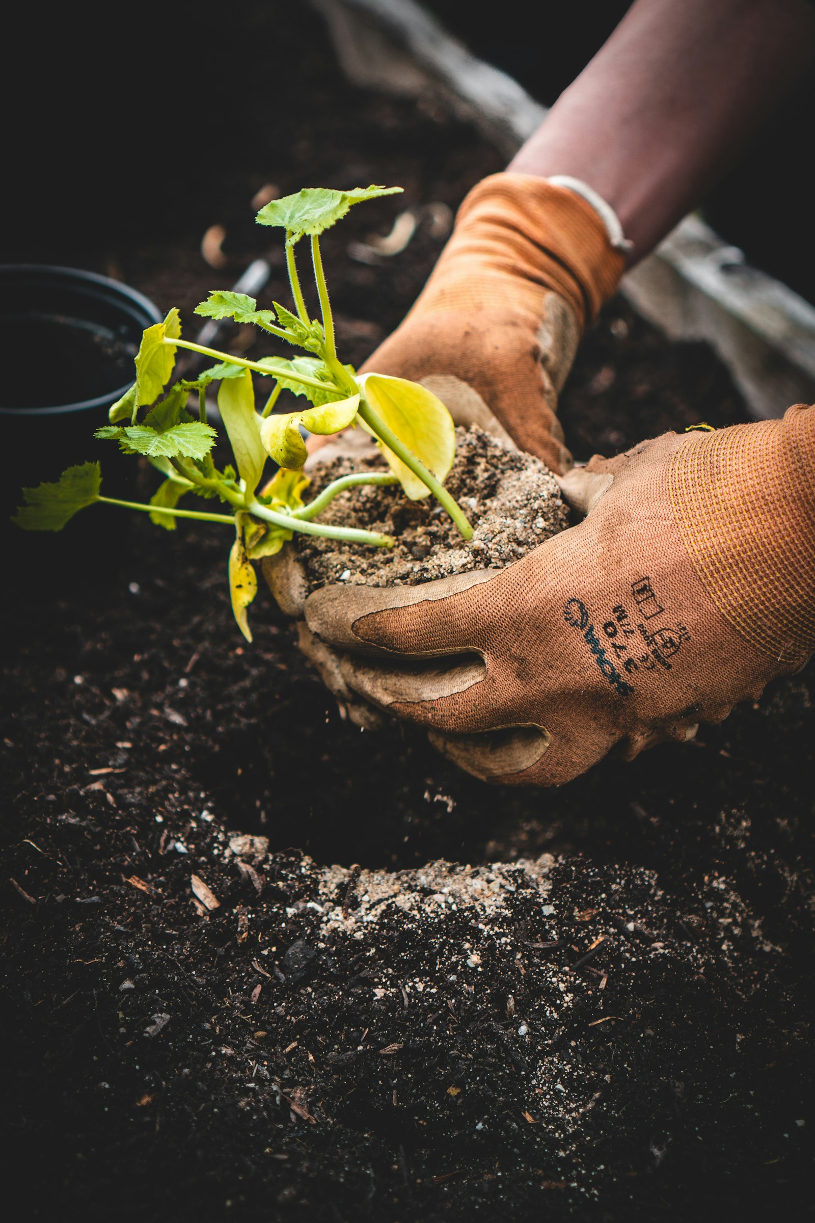 Mains gantées plantant un jeune plant dans la terre