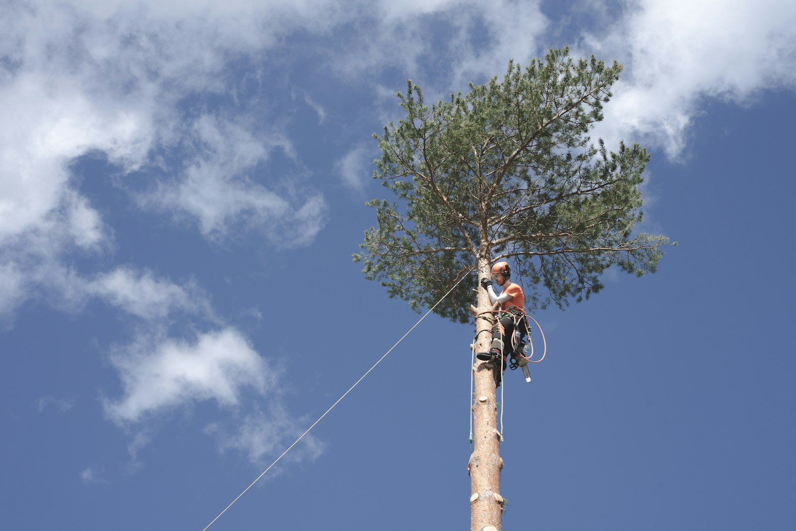 Arboriste encordé au sommet d'un pin pour un démontage